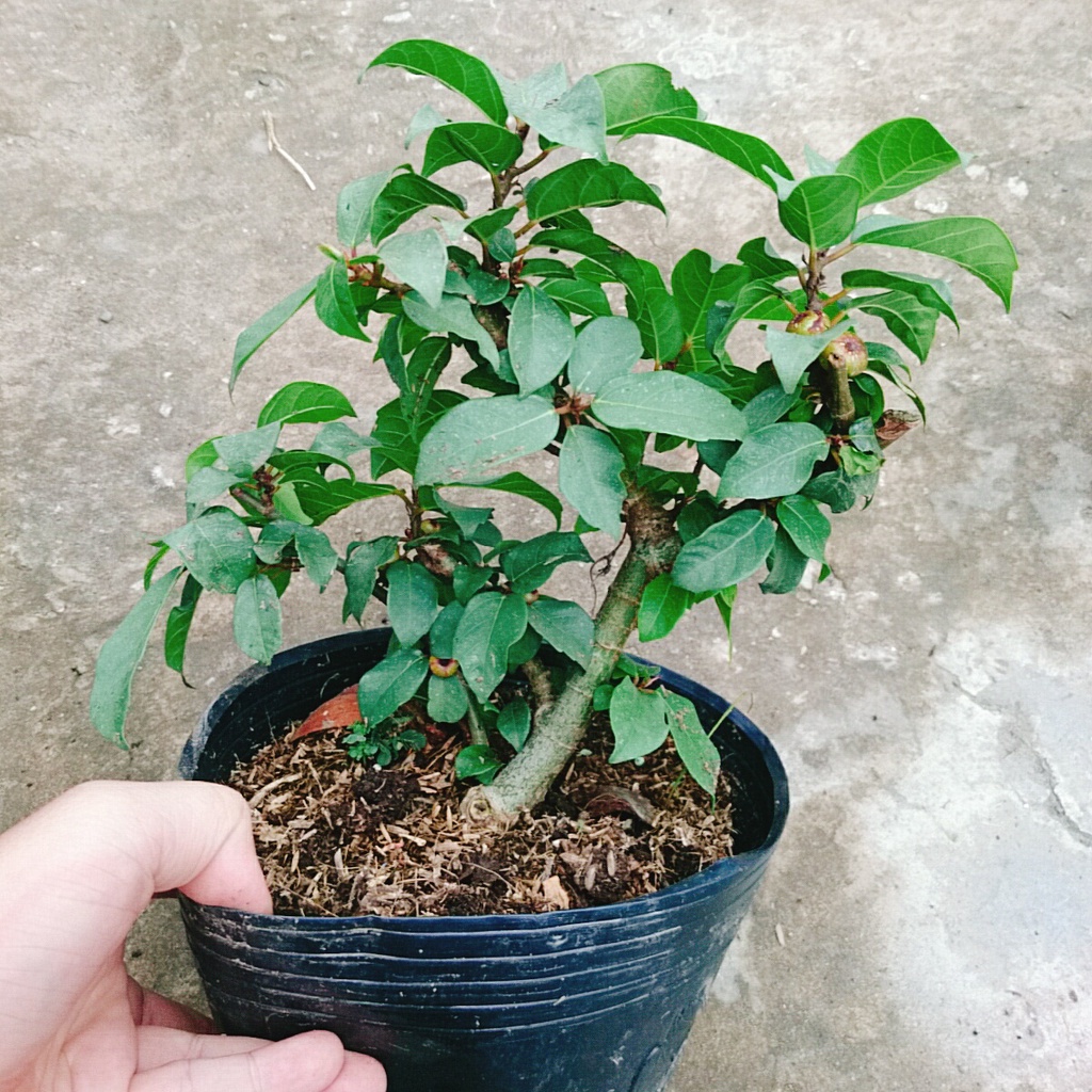 Cây sung ta - cây cảnh trong nhà