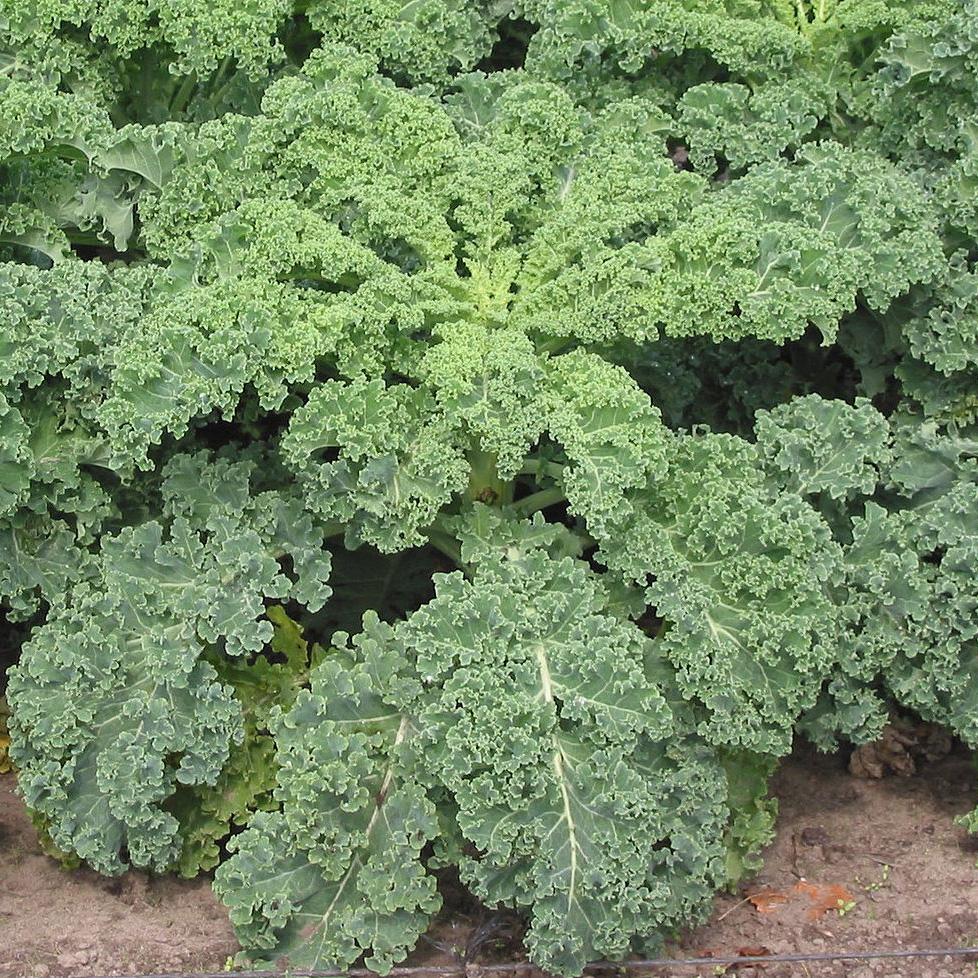 Hạt Giống Cải Xoăn Kale Trồng Quanh Năm, Năng Suất Cao Thu Hoạch Liên Tục