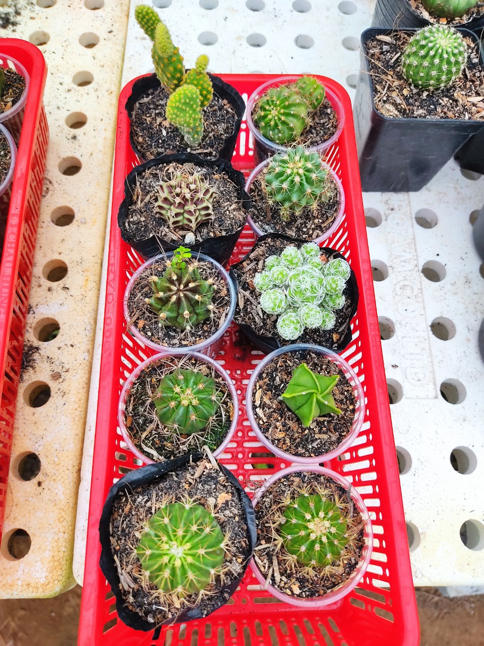 Combo 10 xương rồng đủ loại (10 loại) (size chậu 5 cm)