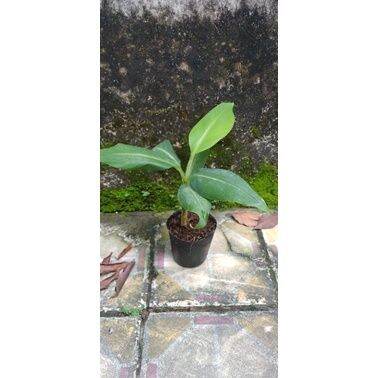 Cây giống chuối già Laba(thuần xứ nóng)