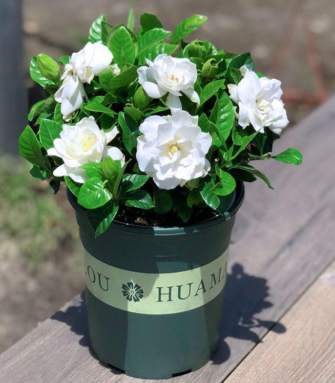 Hạt giống hoa nhài ( hoa lài) - 1 gói 10 hạt