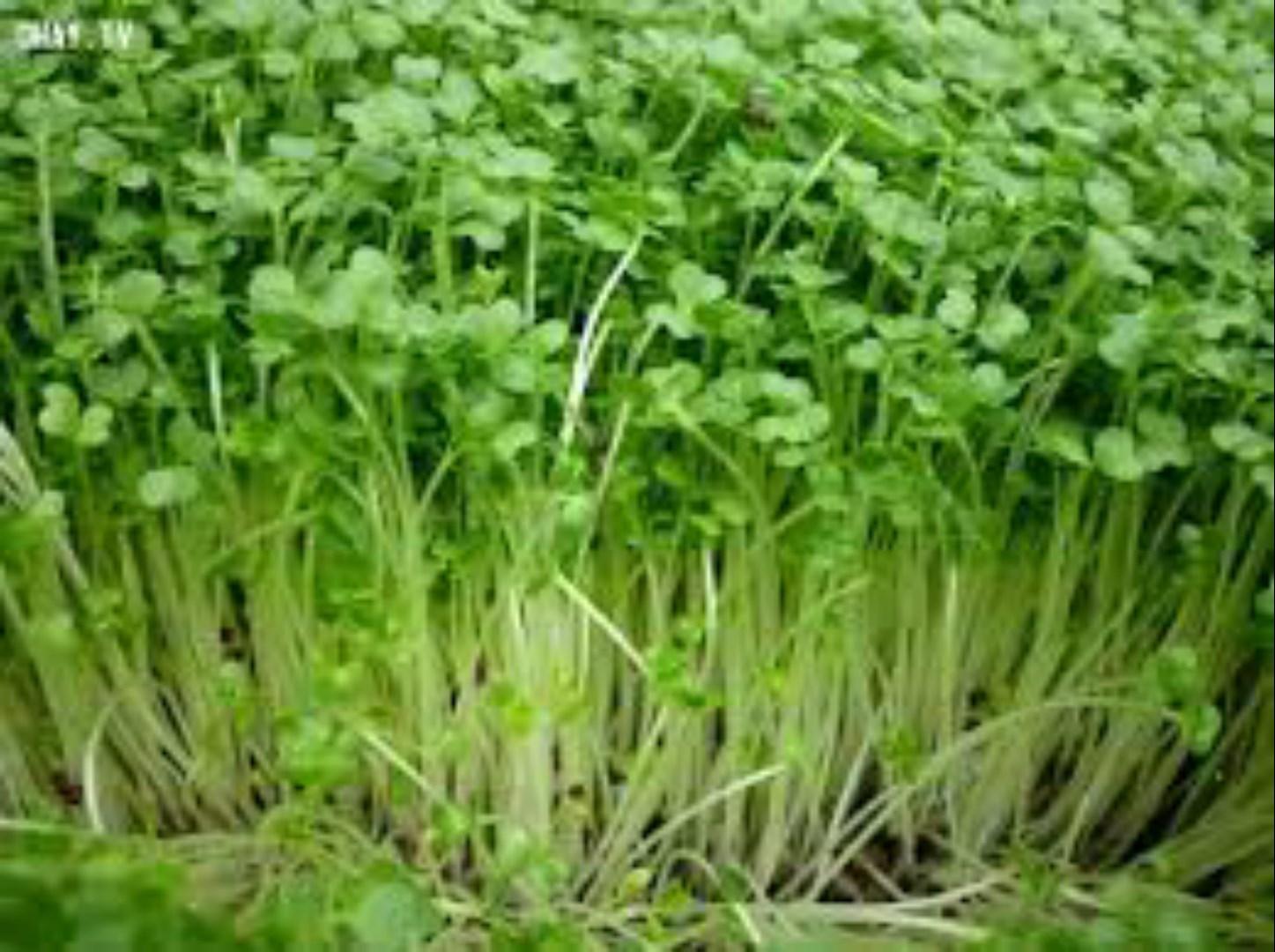 Bộ gói hạt giống ánh dương