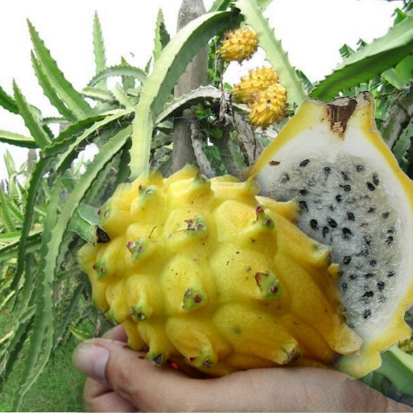 Cây giống thanh long vỏ vàng ruột trắng thái lan siêu ngọt, siêu quả nhập khẩu