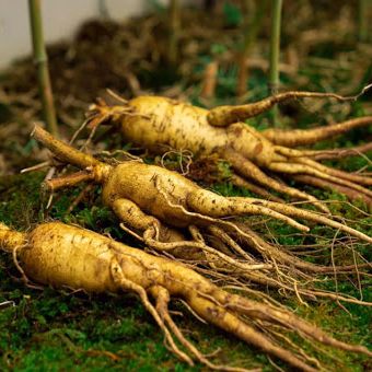 50 Hạt Giống Sâm Bố Chính