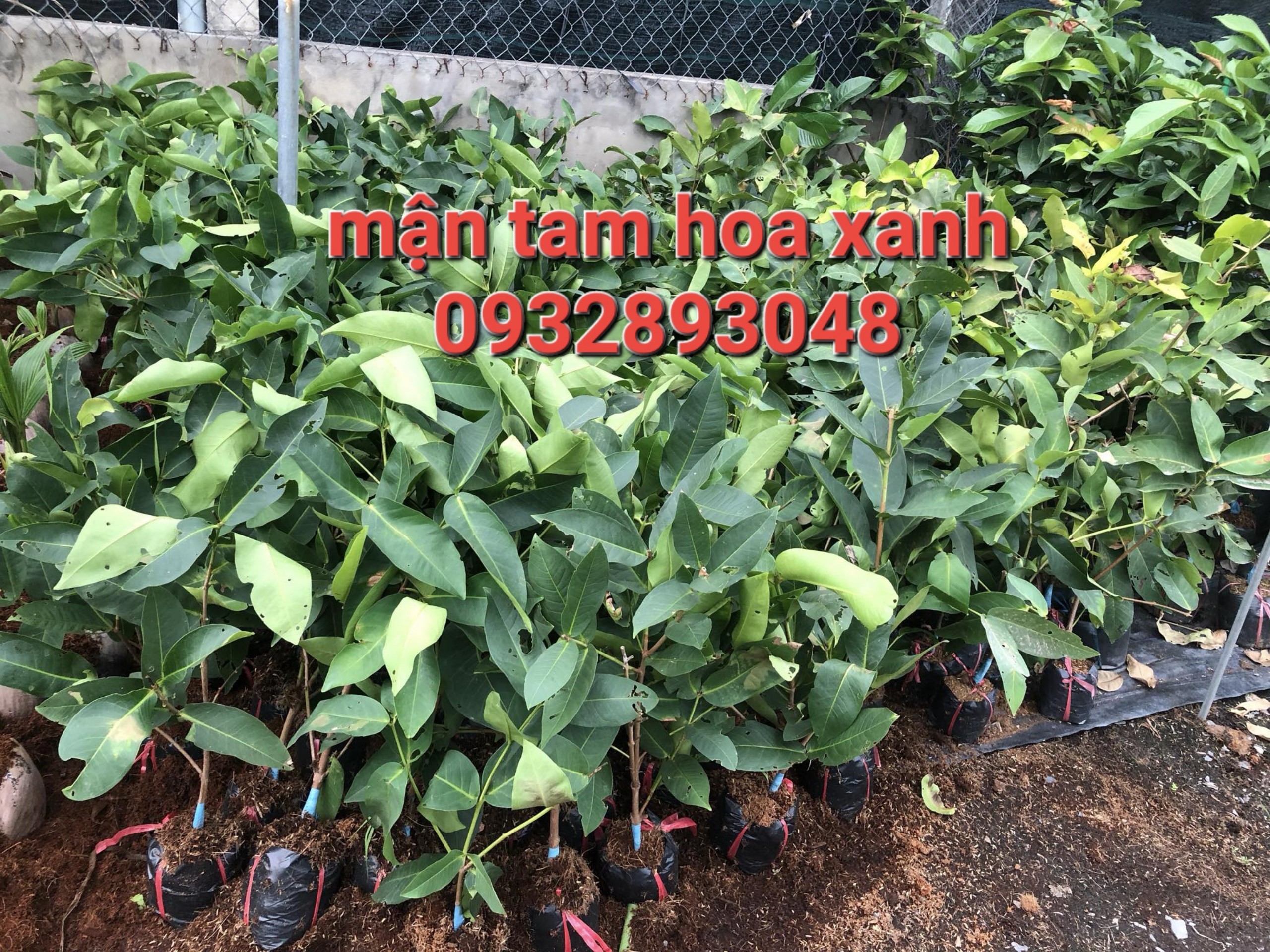 CÂY MẬN TAM HOA XANH, ROI XANH, CÂY CAO 70CM - 130CM, CHUẨN GIỐNG 100%