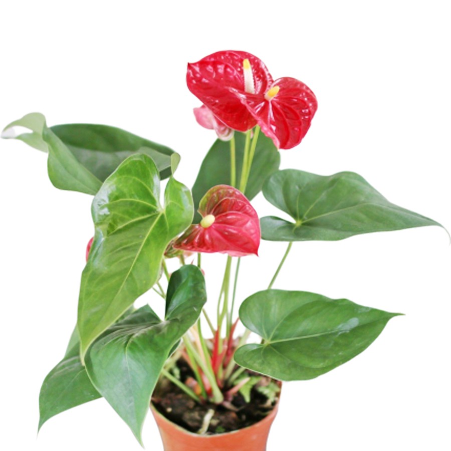 Cây Hồng Môn - Cây Phong Thuỷ Hồng Môn mang hình trái tim đầy ý nghĩa . Là loài cây hoa đẹp, sang trọng và rất đa dạng về màu sắc cũng như hình dáng của hoa