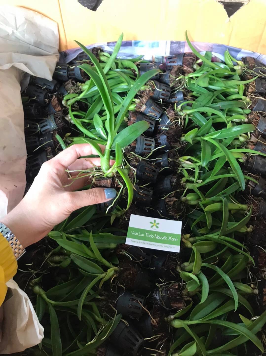 [HCM]Dendro nắng thơm Banana - cây giống