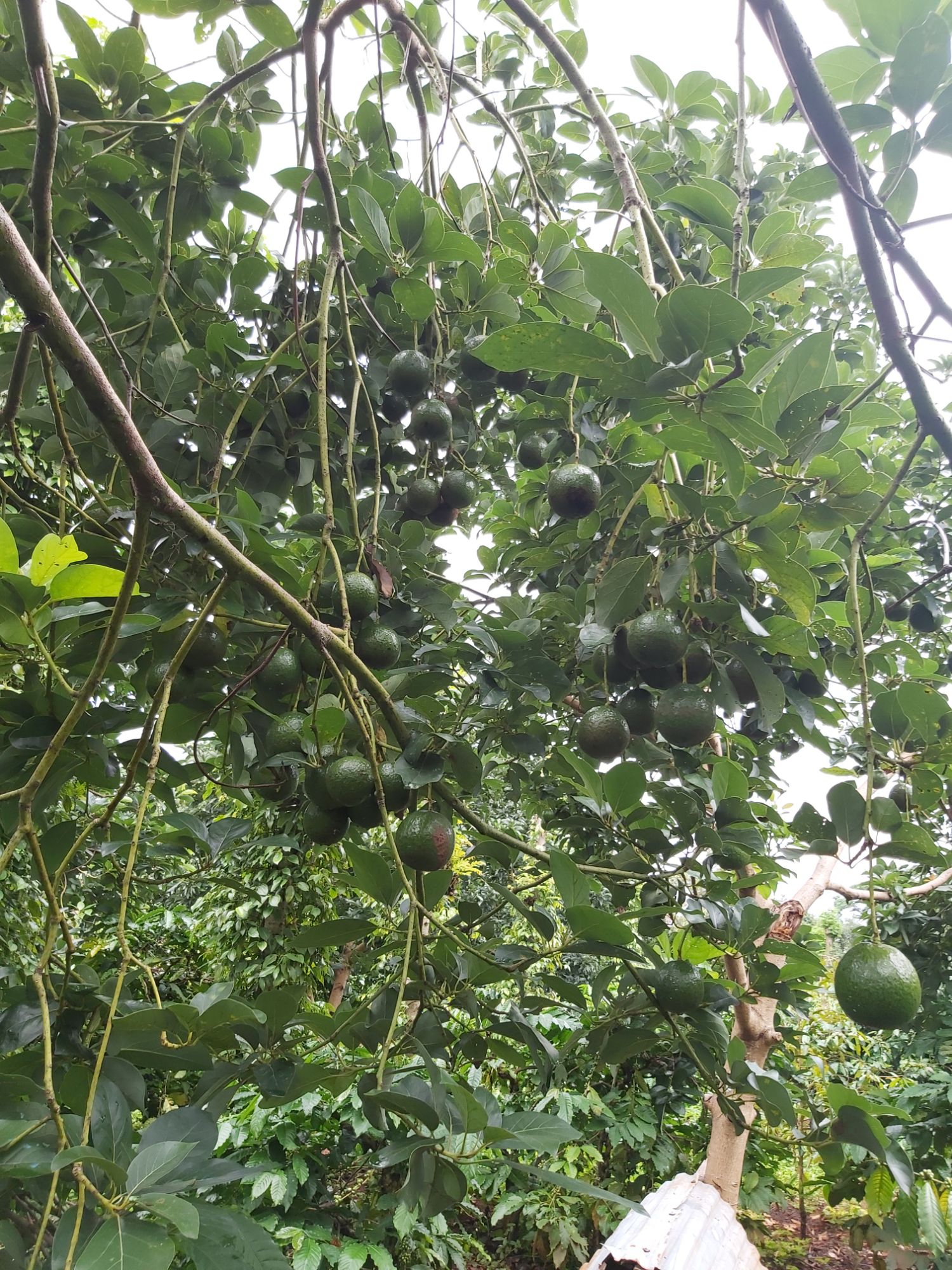 cây giống bơ both ( 3 năm cho trái )