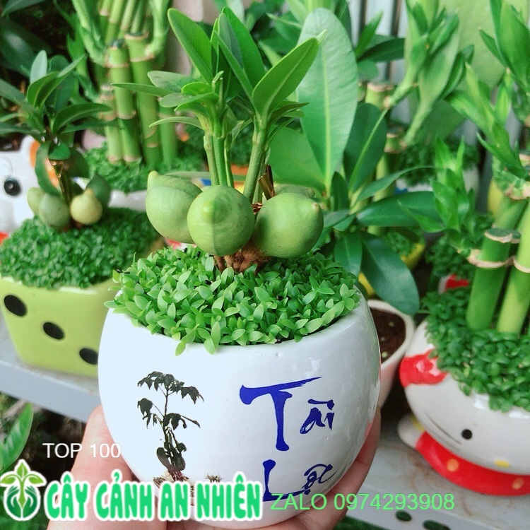 Chậu cây may mắn tài lộc