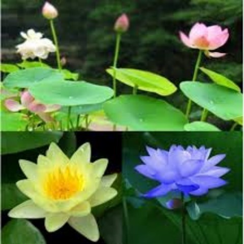 Hạt Giống Hoa Sen Mini Nhật Giống. Túi 5 Hạt - Dễ Trồng - Chất Lượng Cao.