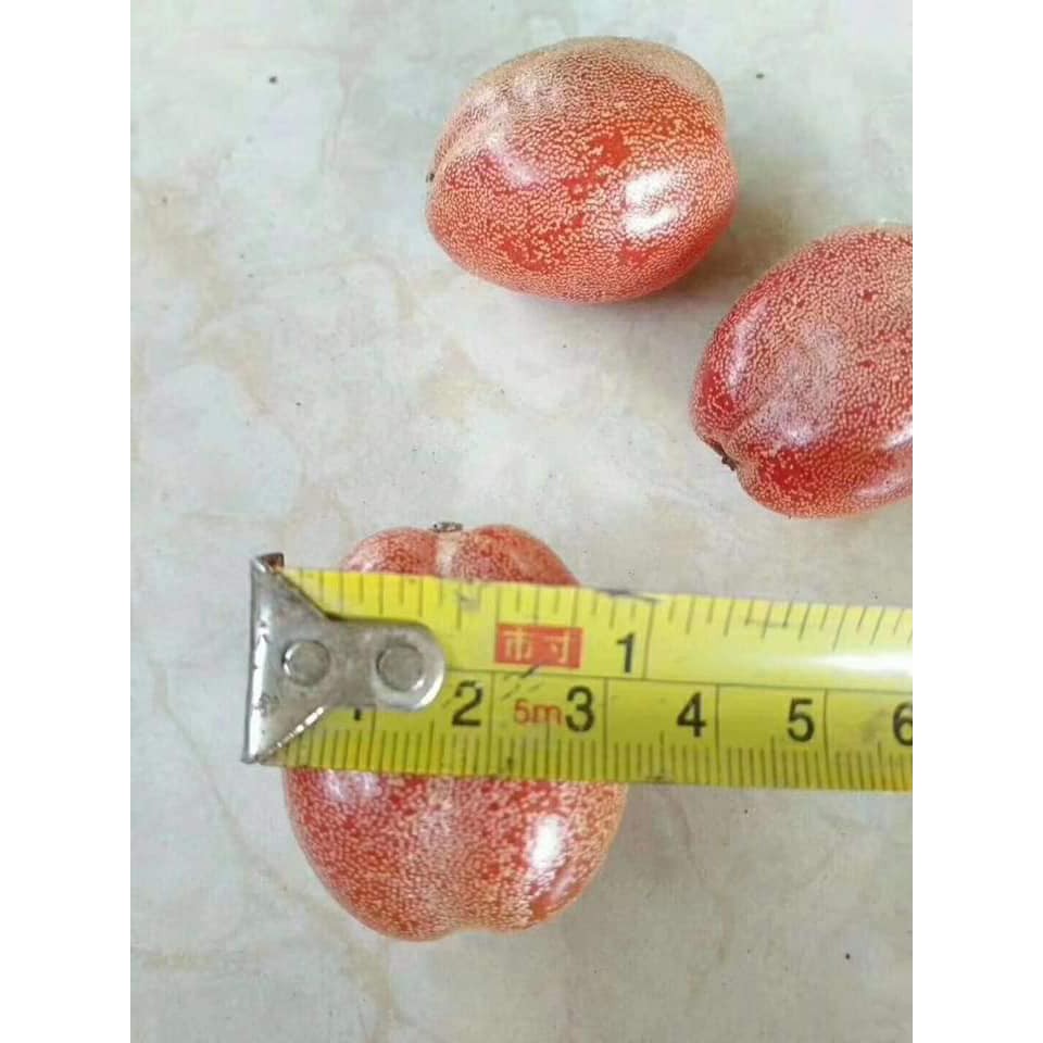 CÂY NHÓT NGỌT MỸ