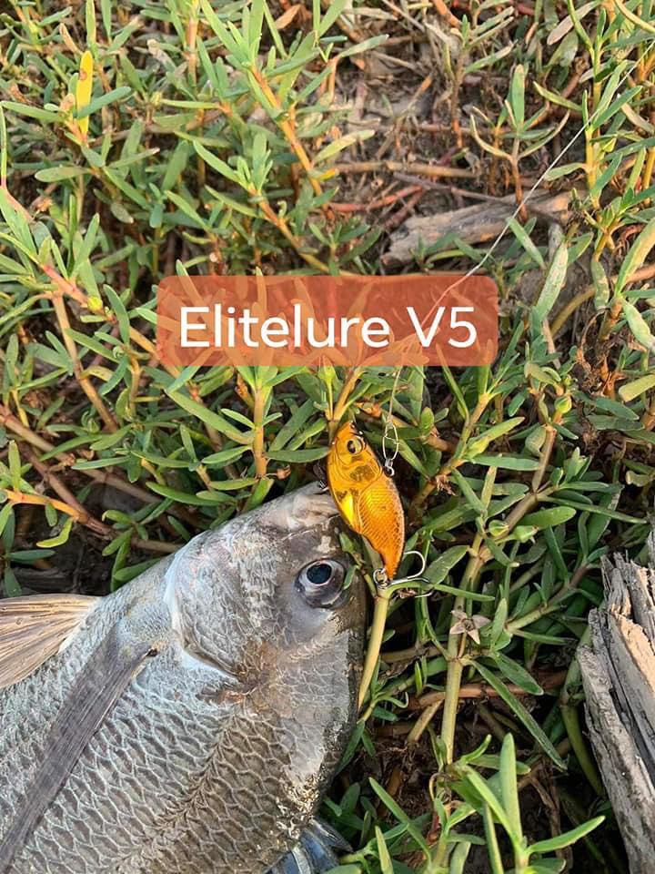 mồi câu cá sắt V5