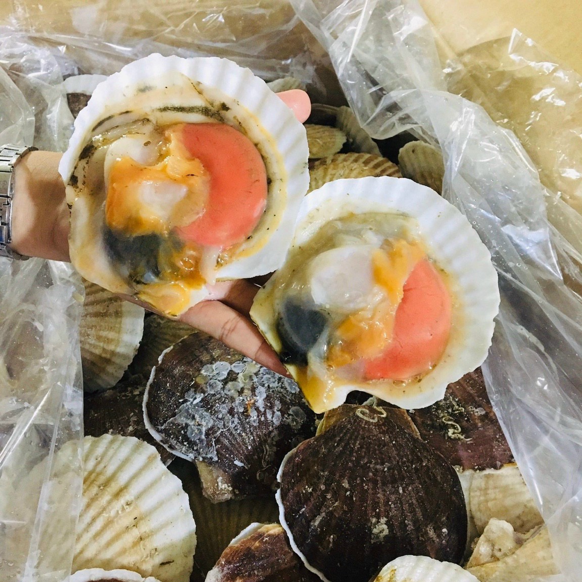 ￼Sò điệp Nhật nguyên Con 1kg (7-10 con giao tphcm)