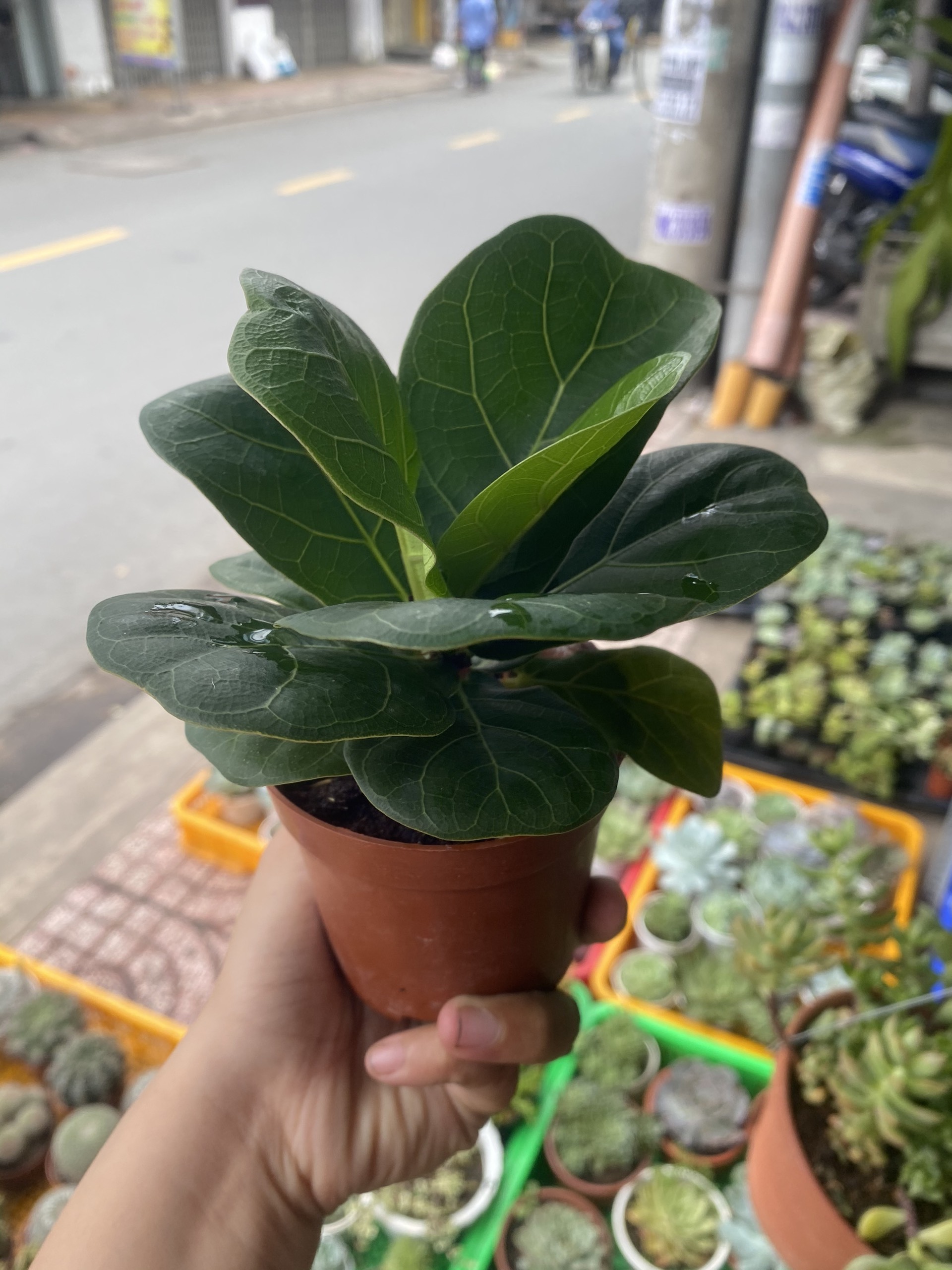 Cây Bàng Singapore - Tặng Chậu