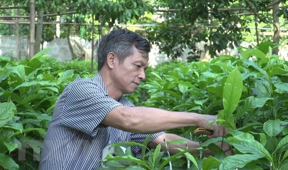 cây DỔI hàng gieo hạt