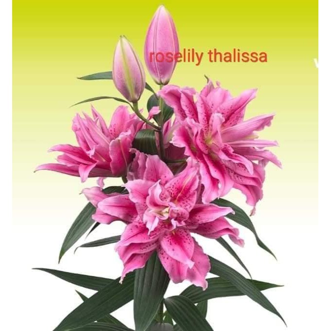 Combo 50 Củ Ly Cao Thơm (Củ Ly Giống)
