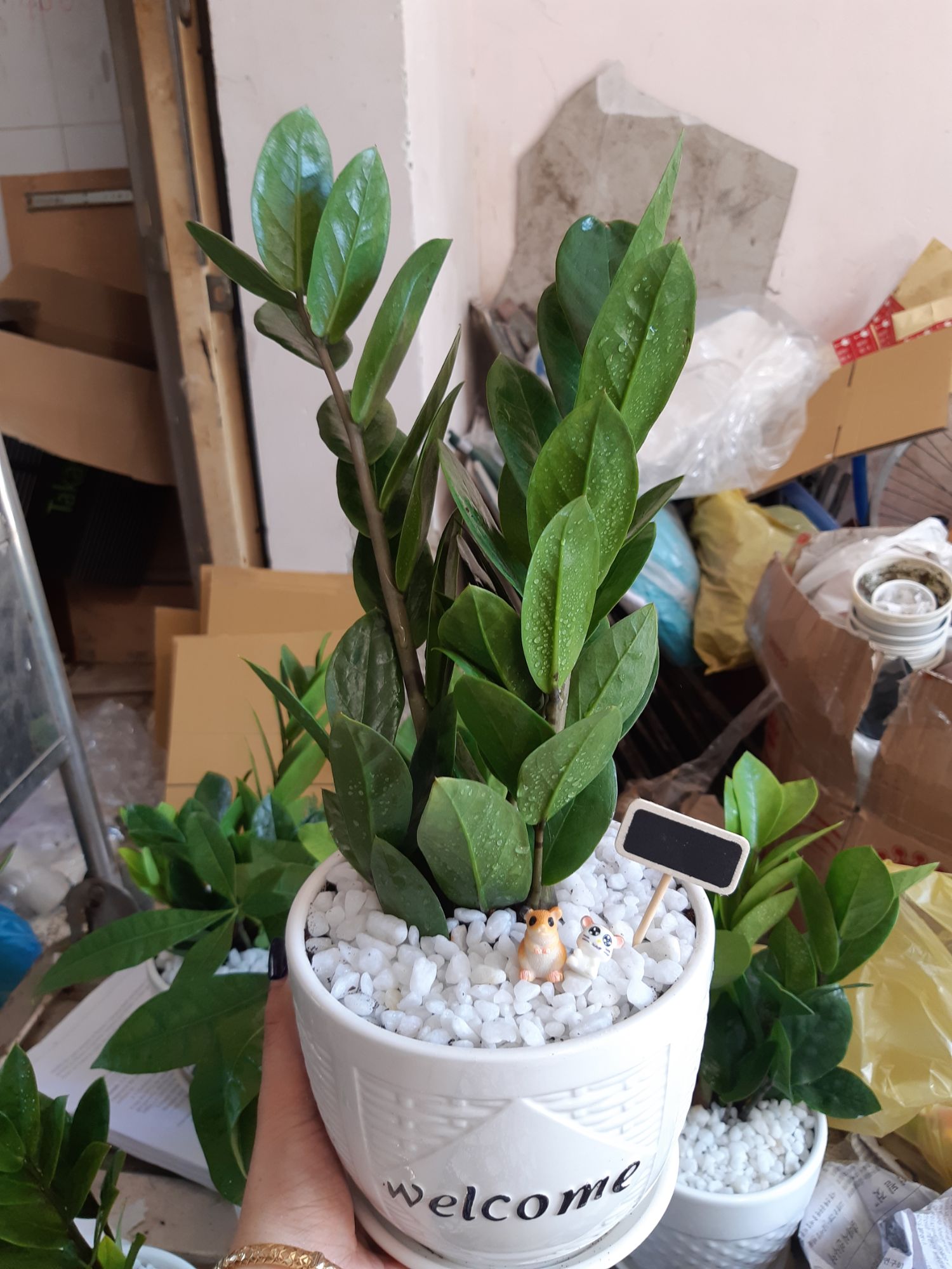 cây kim tiền TẶNG CHẬU