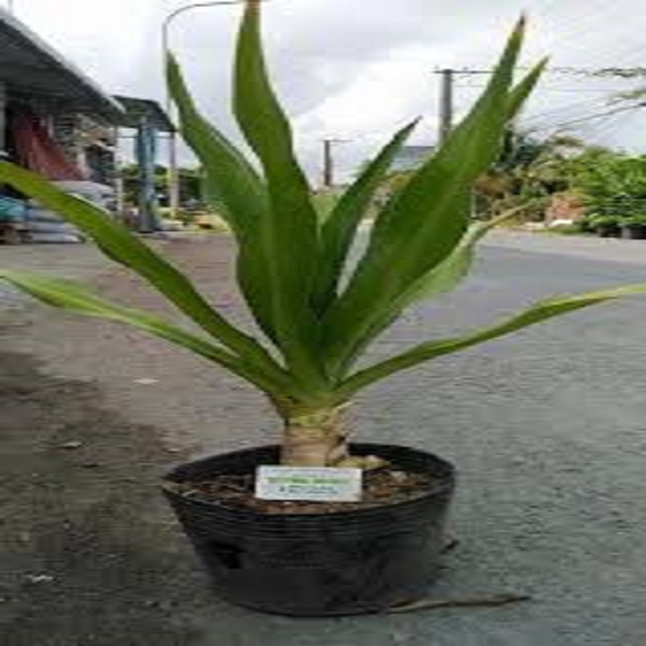 Cây Đại Tướng Quân