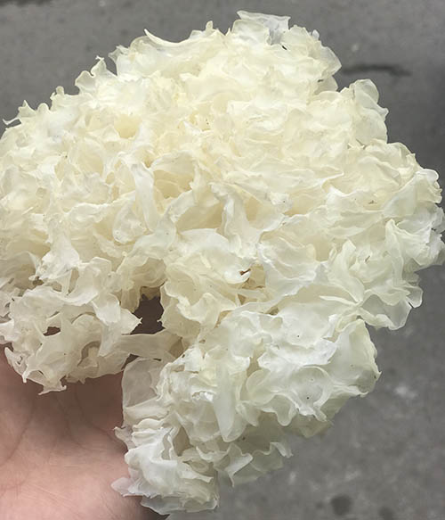 Nấm Tuyết Sấy Khô Vụn