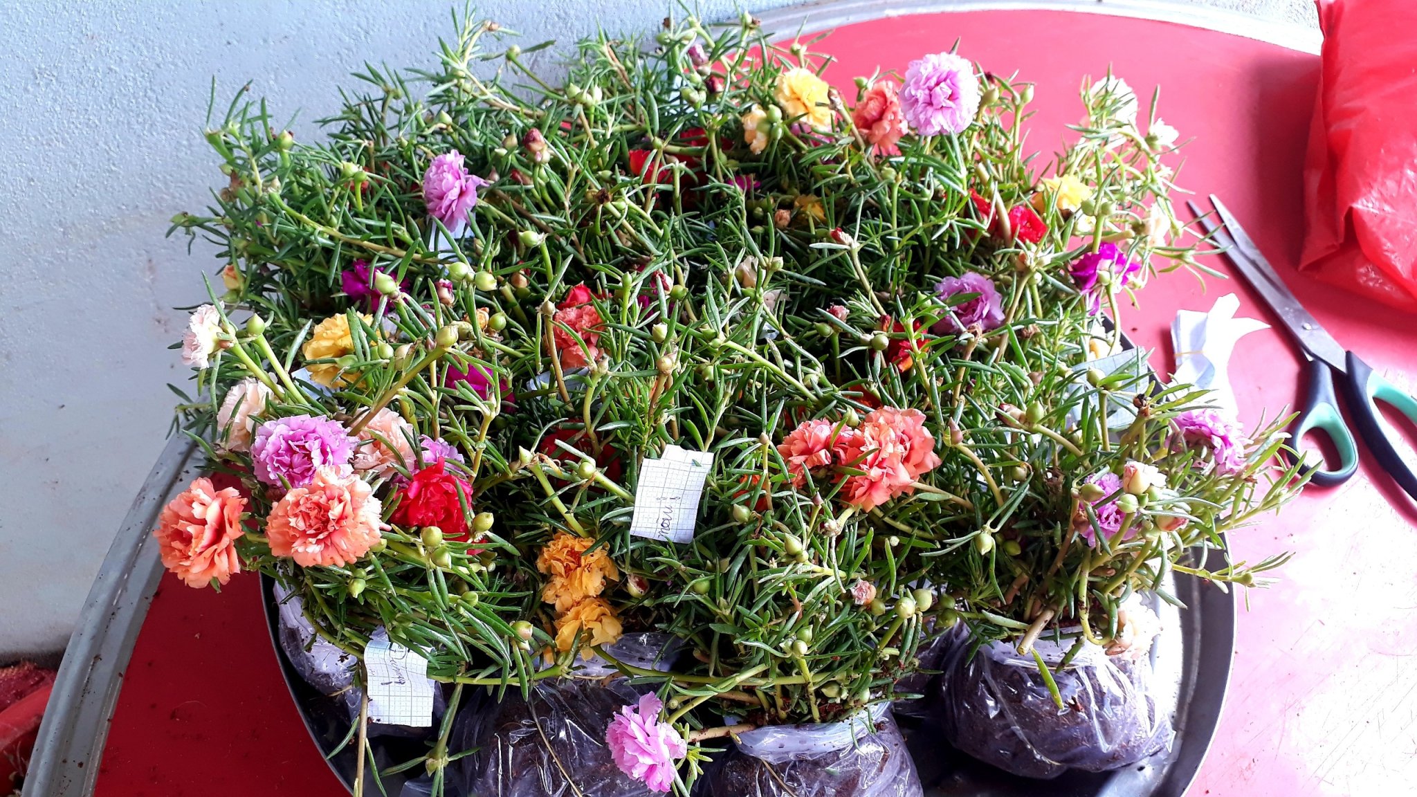 Combo 6 bó Hoa 10 giờ Thái, giá chỉ #138k, 50 cây 1 bó, đủ 12/15 màu để chọn: 1.Đỏ/2.Vàng/3.Trắng/4.Tím/5.Nghệ/6.Hồng/7.Da/8.Cam/9.HồngViền/ 10.TímViền/11.CamĐất/12.TrắngViền(đơn)/13.TímViền(đơn)/14.VàngChanh/15.TrắngViền