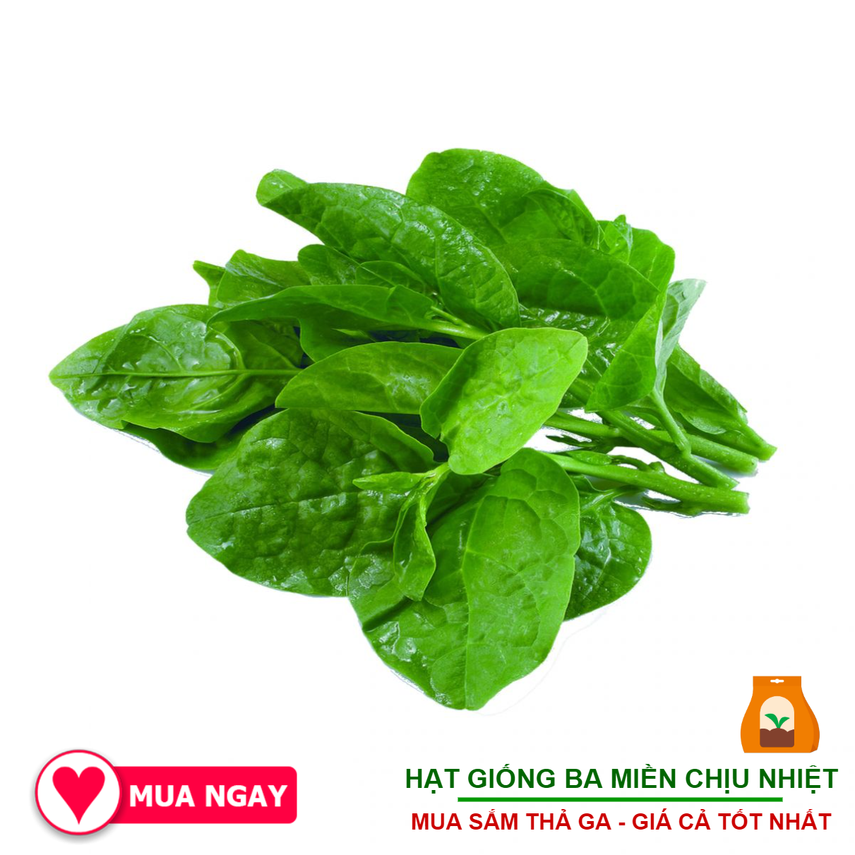 Hạt Mồng Tơi Cao Sản Phú Nông 20Gram