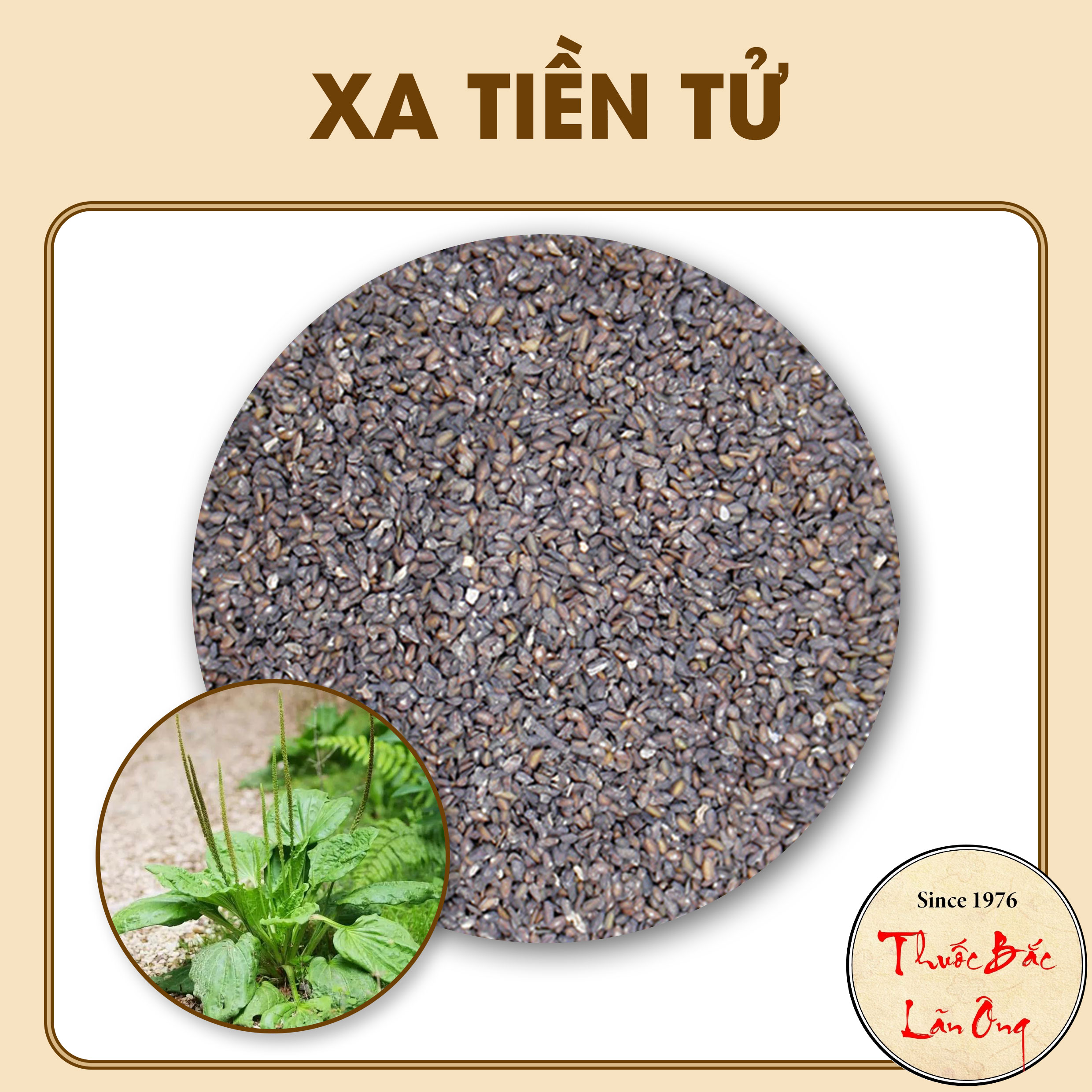 Xa tiền tử khô 100g (Hạt mã đề) - Lãn Ông