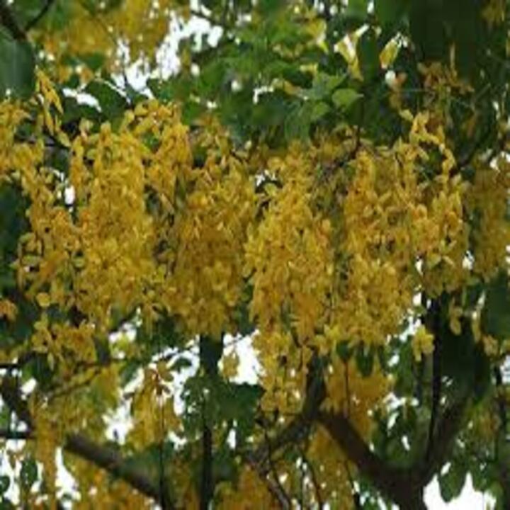 COM BO 3 CÂY GIỐNG MUỒNG LÁ LẠC