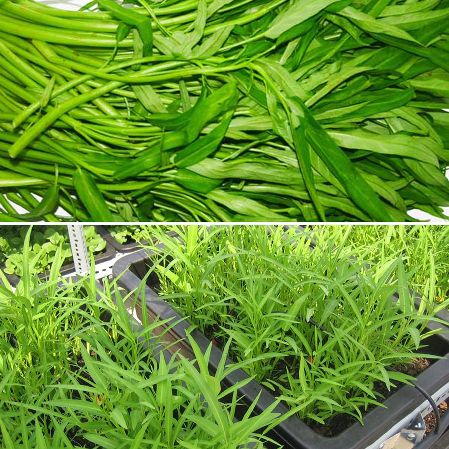 Hạt giống rau muống -gói 20 gram(tặng kèm phân bón)