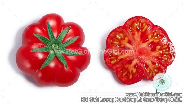 20h Hạt Giống Cà Chua Quả Bí Floren (A2.101| C4*W62*M229)