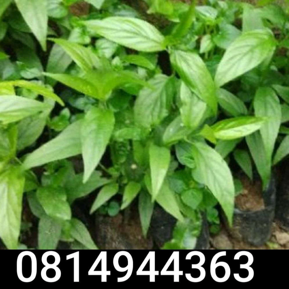 cây bìm bịp giống,2 cây