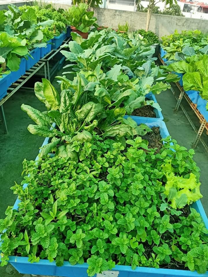 0.5kg Viên Nén Phân Gà Hữu Cơ Nhật Bản - Bón lót, Bổ sung dưỡng chất, cải tạo đất trồng