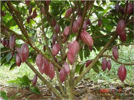 CÂY CA CAO GIỐNG CHO TRÁI SỚM ( Cây ghép ). [ F1 ]