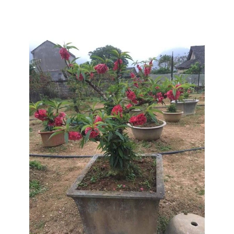 Đào thất thốn bích kép, đỏ nhung ghép 2 năm tuổi