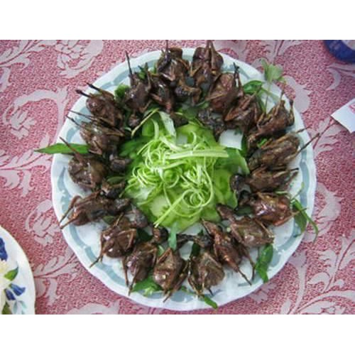 keo bẫy chim sẻ siêu dính hàng cao cấp 3 lạng ,5 lạng,