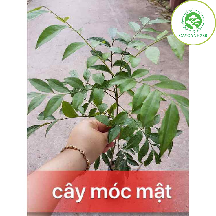 Cây móc mật giống cao 50cm - cây gia vị và cây dược liệu