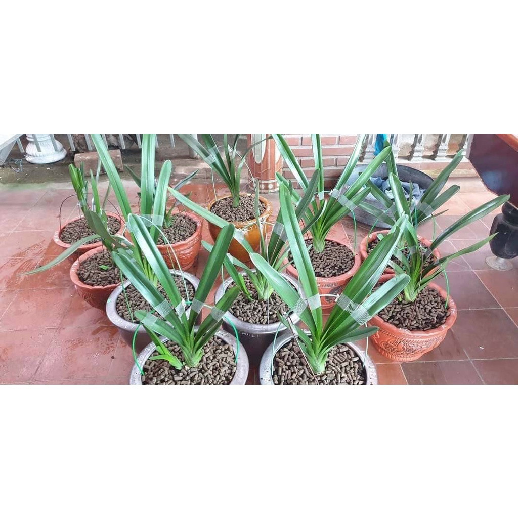 10kg Phân Gà Hữu Cơ Viên Nén Nhật Bản