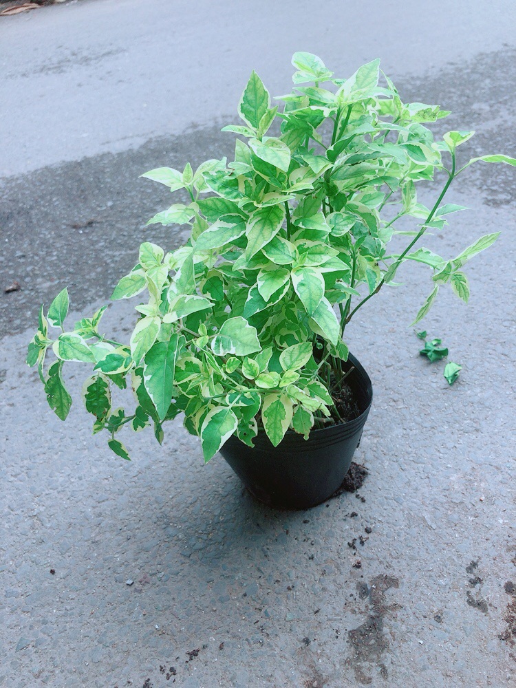 Cây Cẩm Thạch Bông