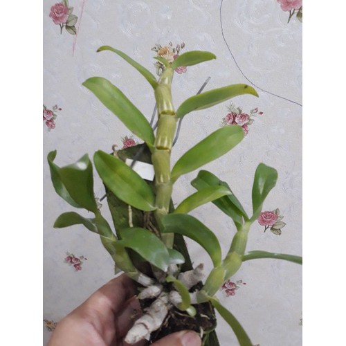 Phong lan trầm trắng hàng đài(sire trung 20cm)