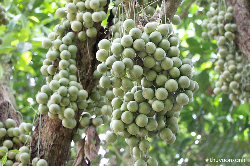 Cây giống dâu da xanh trái sớm- Hoa kiểng Nguyễn Lộc- Cây giống chất lượng cao