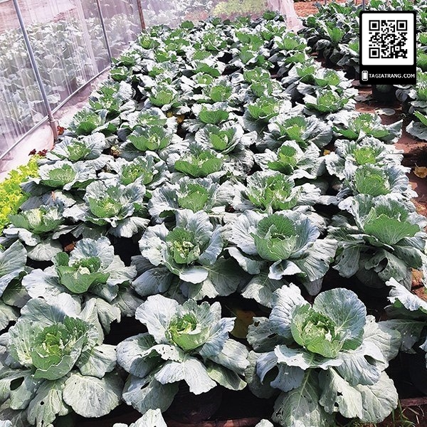 Hạt giống rau bắp cải xanh
