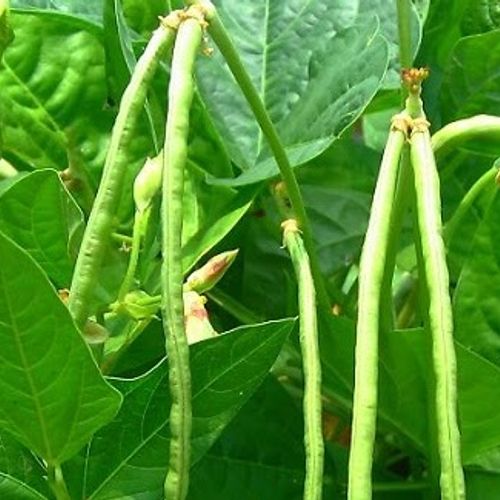[HCM]Hạt giống đậu đũa hạt đen
