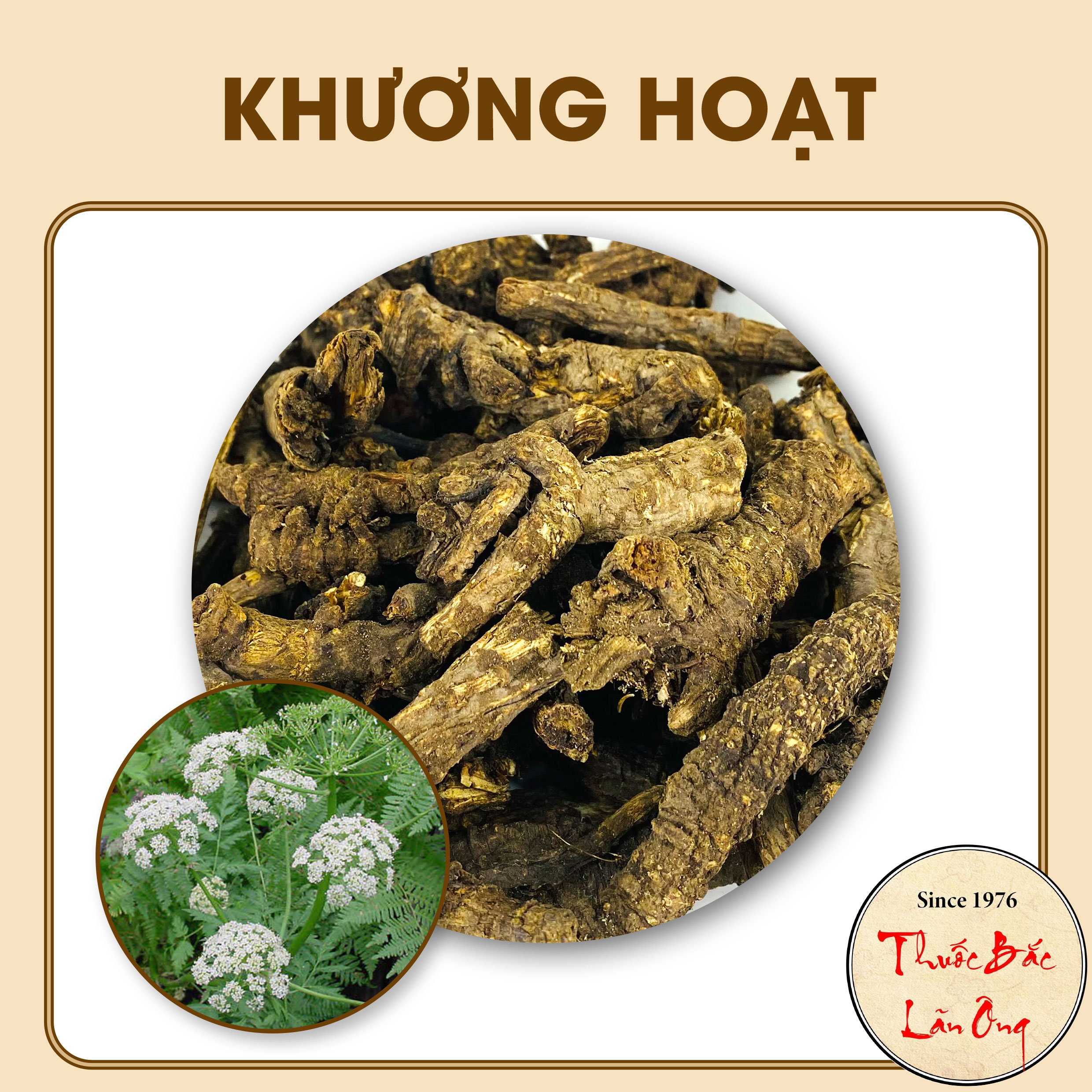 100g Khương Hoạt