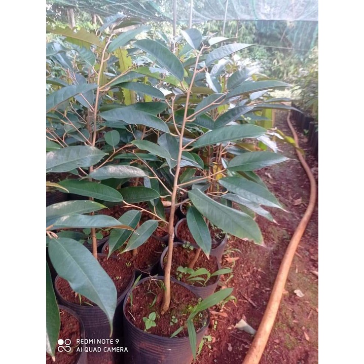 Giống Cây Sầu Riêng mini Thái Lan (18 tháng cho trái)