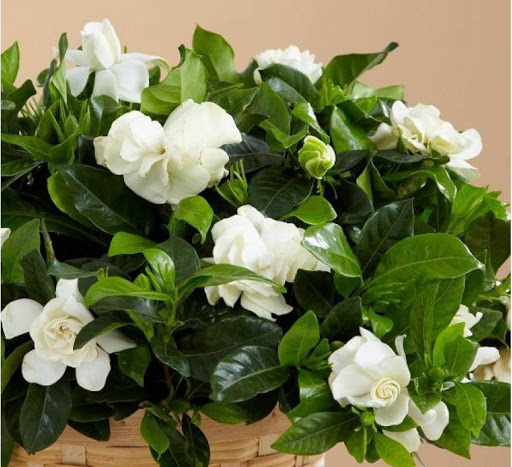 [Cây giống hoa] bạch thiên hương - CayGiongTot