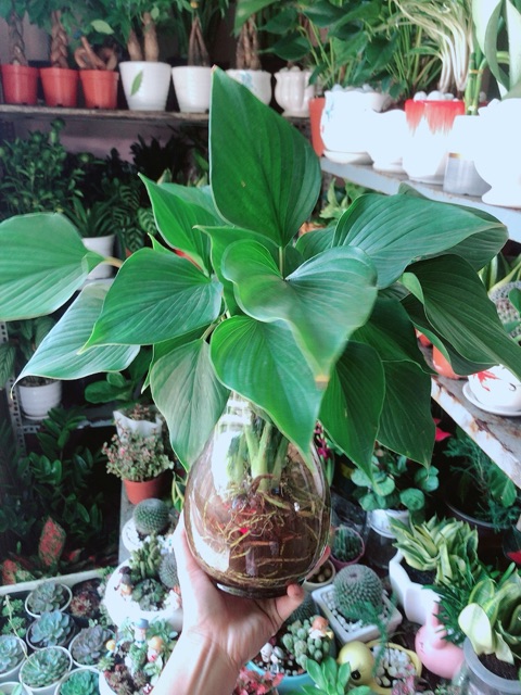 Chậu Cây Thanh Tâm Thuỷ Sinh