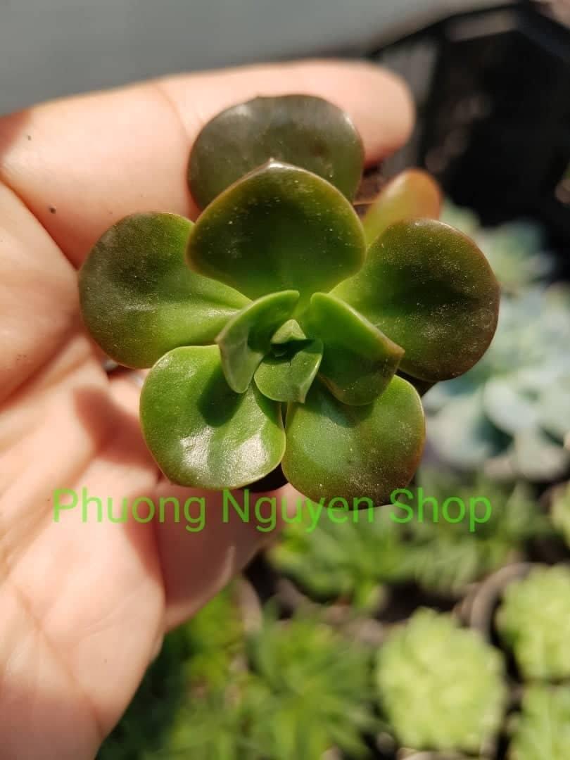 Sen Đá Nhật Nguyệt