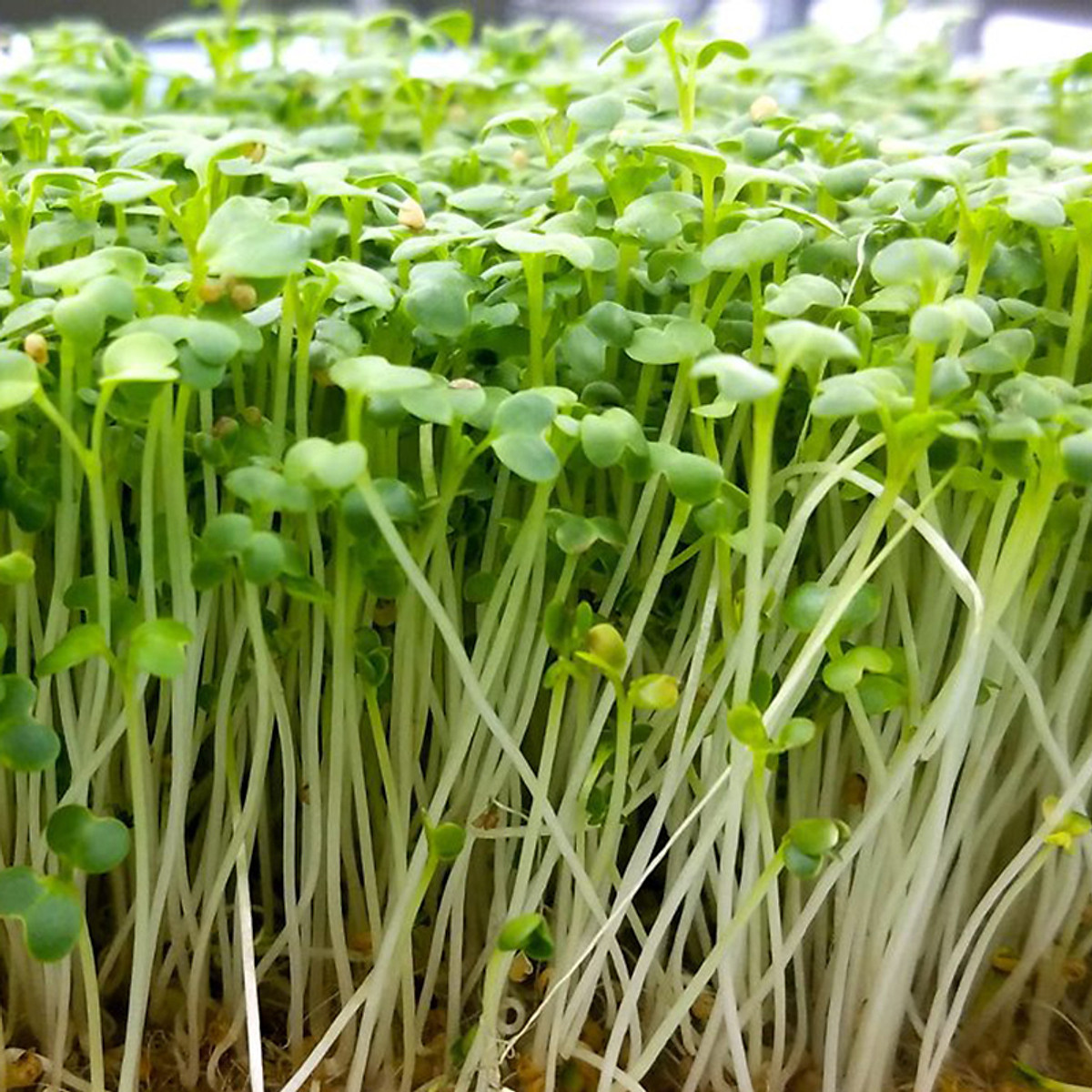 Hạt Giống Mầm Cải Xanh Đà Lạt - Gói 20gram