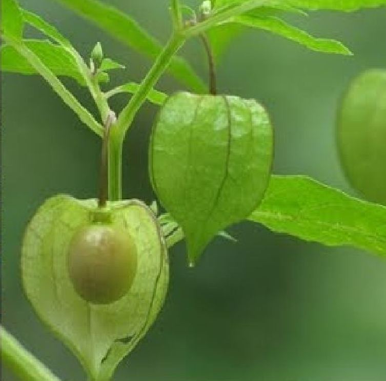 Hạt Giống Cây Tầm Bóp - 0.2gram/gói