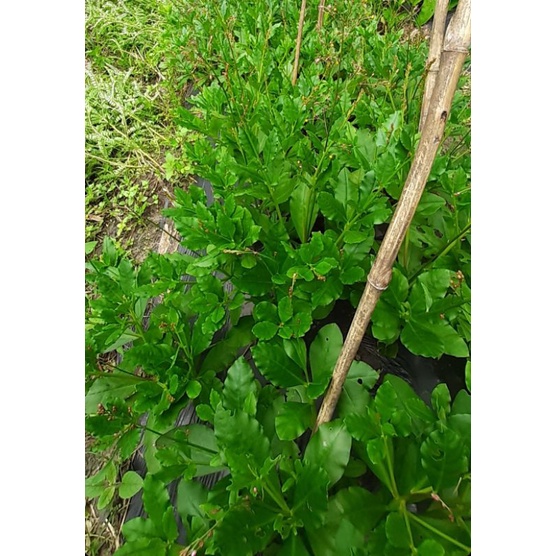 Bầu 2-3 cây giống sâm đất/thổ sâm dễ trồng làm rau, làm thảo