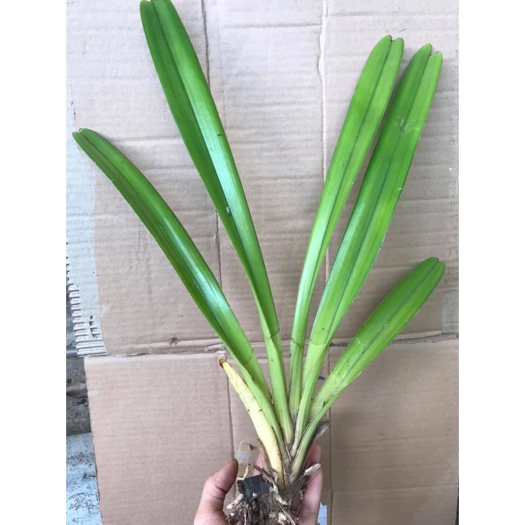 Hoa Lan kiếm Thái(1 cây) HOA TẾT